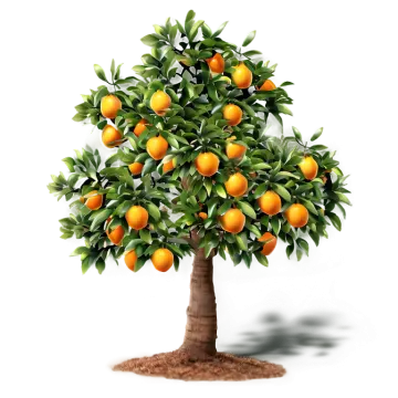 an orange tree