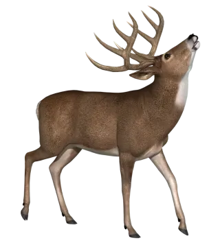 a deer standing on a white background