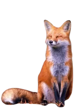 a red fox sitting on the ground