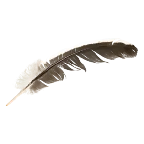 a black and white feather on a white background