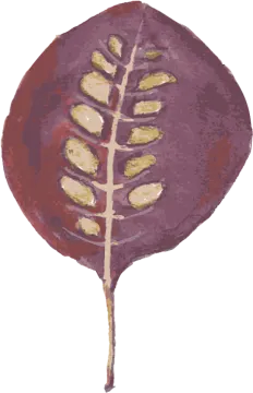 an illustration of a leaf