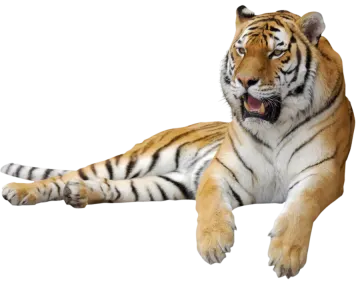 a tiger laying down with its mouth open