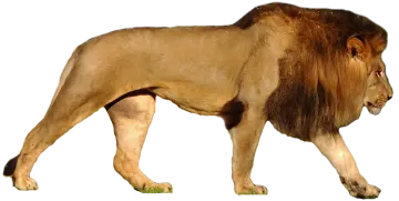 the lion is standing