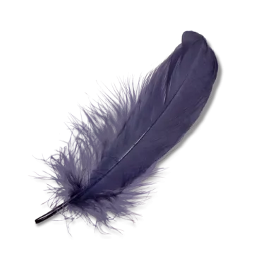 a purple feather on a white background