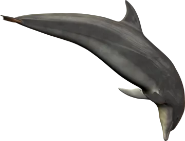 a dolphin jumping in the air with its mouth open