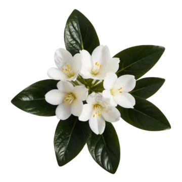 a white flower with green leaves