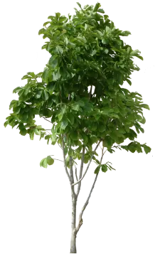 a small tree with green leaves on it