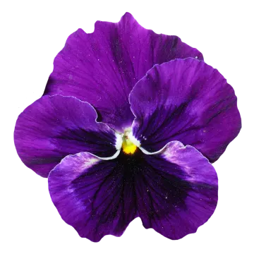 a purple flower on a white background