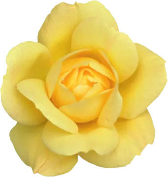 a yellow rose on a white background