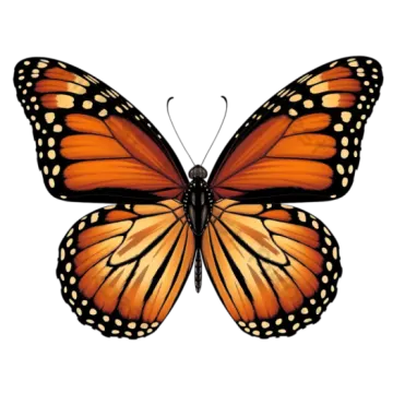 a monarch butterfly on a white background