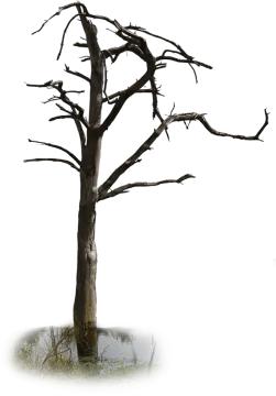 a dead tree with no leaves on it