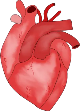 a red heart on a white background