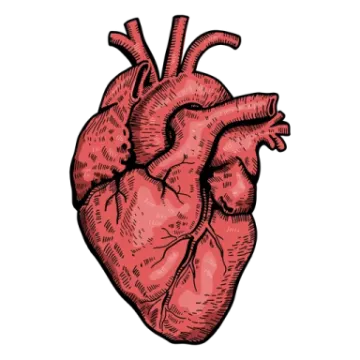 a drawing of a human heart