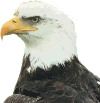 the head of a bald eagle