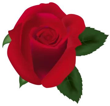 a red rose with green leaves