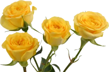 three yellow roses on a white background