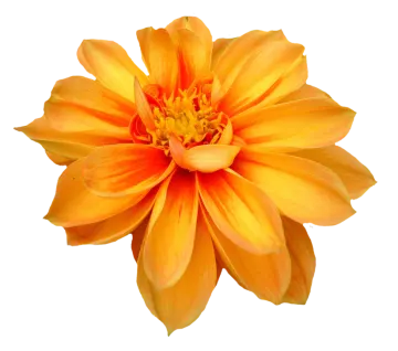 a close up of a flower on a white background
