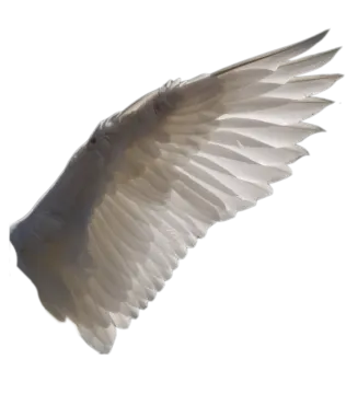 a white bird with its wings spread out