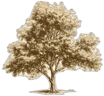 a drawing of a tree