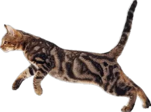 a cat is running across the white surface