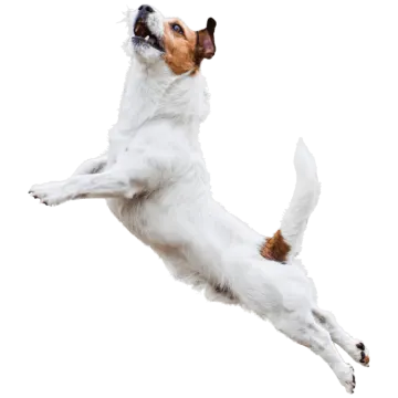 a white and brown dog jumping in the air