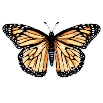 a monarch butterfly on a white background