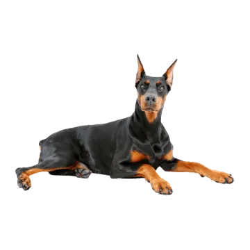 a black and brown dog laying down on a white background