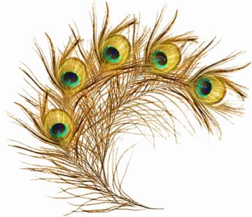 peacock feathers on a white background