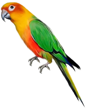 a colorful bird on a white background