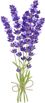 a bunch of purple flowers on a white background