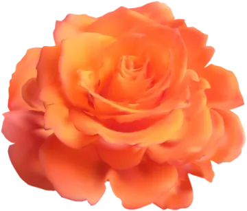 an orange rose on a white background