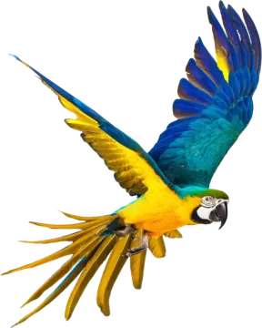 a blue and yellow parrot flying in the air