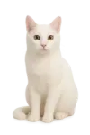 a white cat sitting on the ground