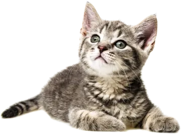 a small gray and white kitten laying down