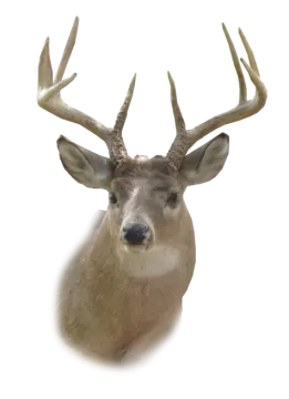 a close up of a deer's head