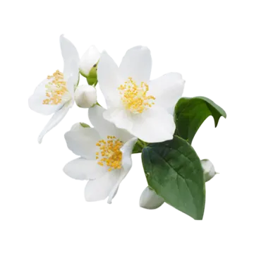 two white flowers on a white background