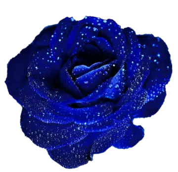 a blue rose on a white background