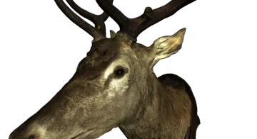 a close up of a deer's head