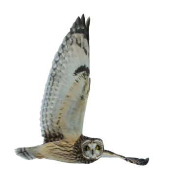 an owl flying in the air with its wings spread