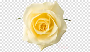 a yellow rose flower on a transparent background