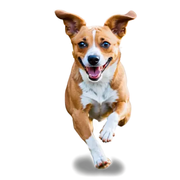 a brown and white dog running on a white background