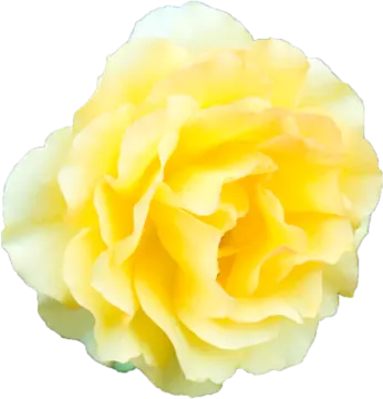 a yellow rose on a white background