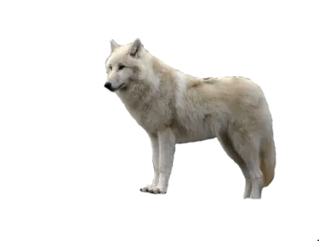 a white wolf standing in the snow