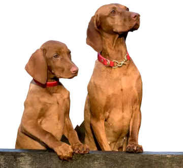 two dogs sitting on top of a wooden fence