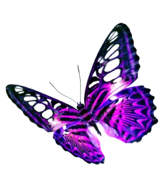 a purple butterfly on a white background