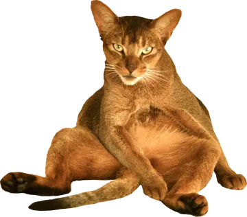 a cat sitting on the ground