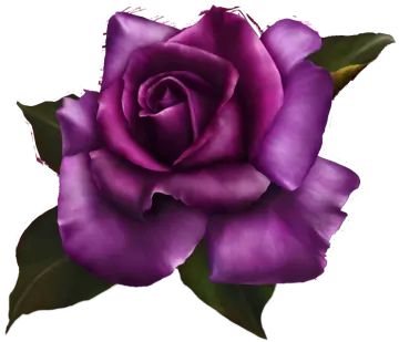 a purple rose on a white background