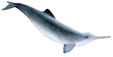 a drawing of a whale