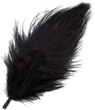 a black feather on a white background