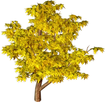 a tree with yellow leaves on it